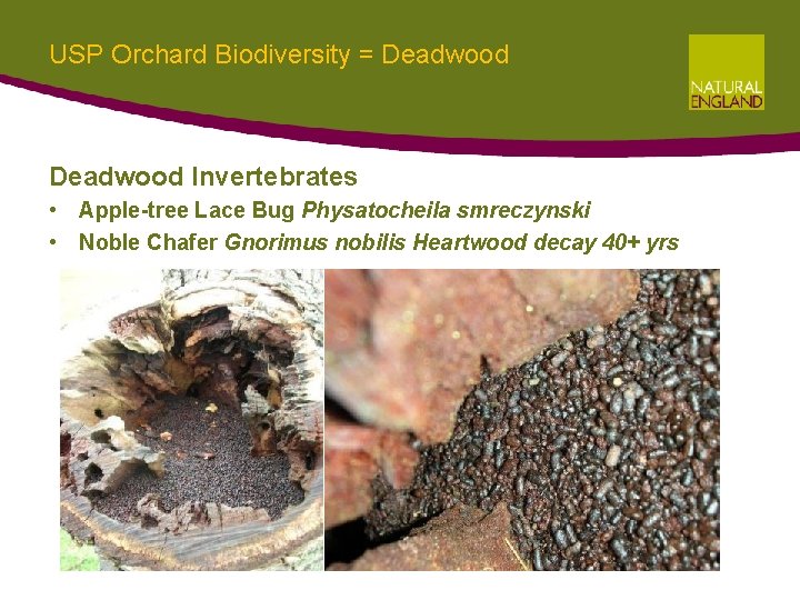 USP Orchard Biodiversity = Deadwood Invertebrates • Apple-tree Lace Bug Physatocheila smreczynski • Noble USP Orchard Biodiversity = Deadwood Invertebrates • Apple-tree Lace Bug Physatocheila smreczynski • Noble