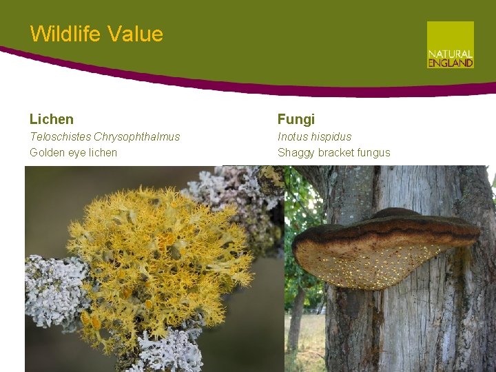 Wildlife Value Lichen Fungi Teloschistes Chrysophthalmus Golden eye lichen Inotus hispidus Shaggy bracket fungus Wildlife Value Lichen Fungi Teloschistes Chrysophthalmus Golden eye lichen Inotus hispidus Shaggy bracket fungus