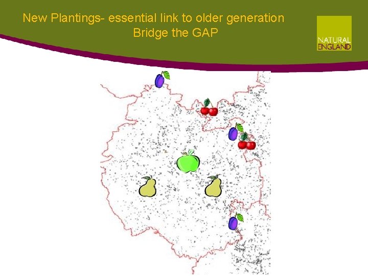 New Plantings- essential link to older generation Bridge the GAP New Plantings- essential link to older generation Bridge the GAP