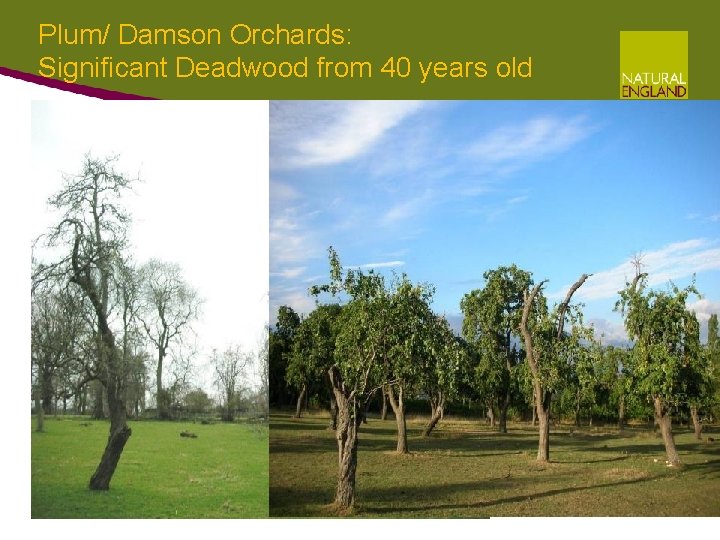 Plum/ Damson Orchards: Significant Deadwood from 40 years old Plum/ Damson Orchards: Significant Deadwood from 40 years old