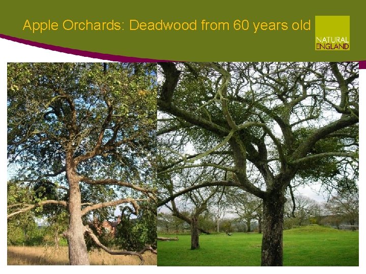 Apple Orchards: Deadwood from 60 years old Apple Orchards: Deadwood from 60 years old