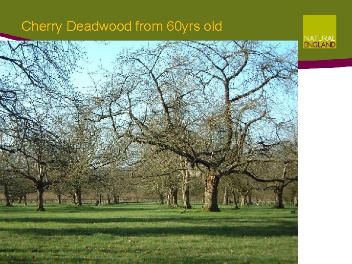Cherry Deadwood from 60 yrs old Cherry Deadwood from 60 yrs old