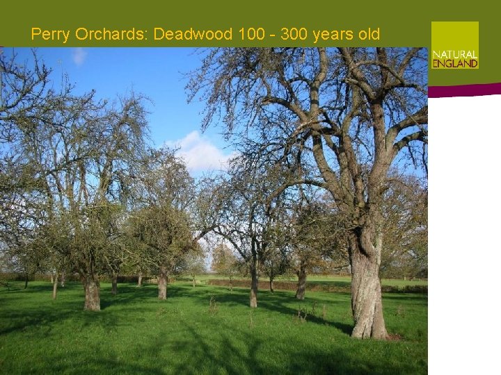 Perry Orchards: Deadwood 100 - 300 years old Perry Orchards: Deadwood 100 - 300 years old