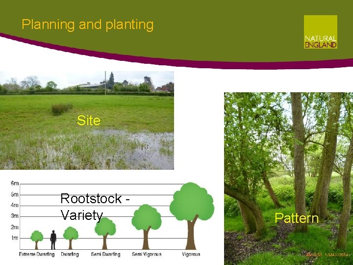 Planning and planting Site Rootstock Variety Pattern Planning and planting Site Rootstock Variety Pattern