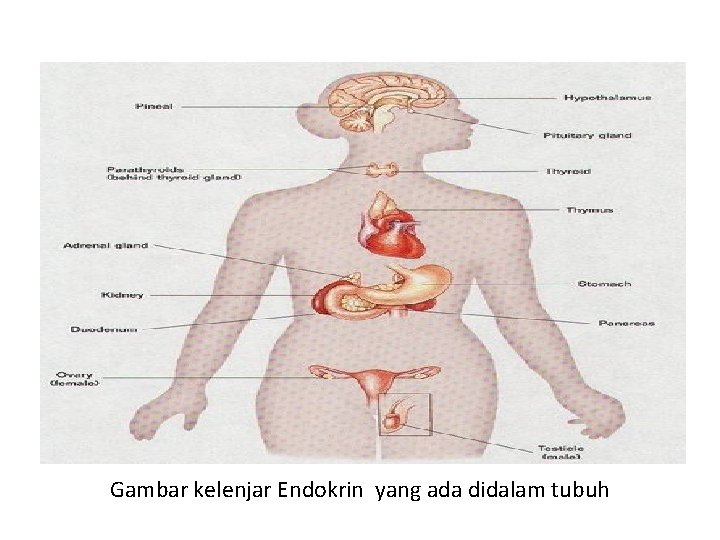 Gambar kelenjar Endokrin yang ada didalam tubuh 