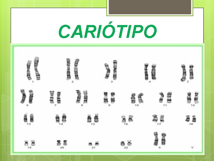 CARIÓTIPO CARIÓTIPO