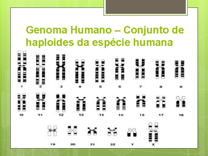 Genoma Humano – Conjunto de haploides da espécie humana 