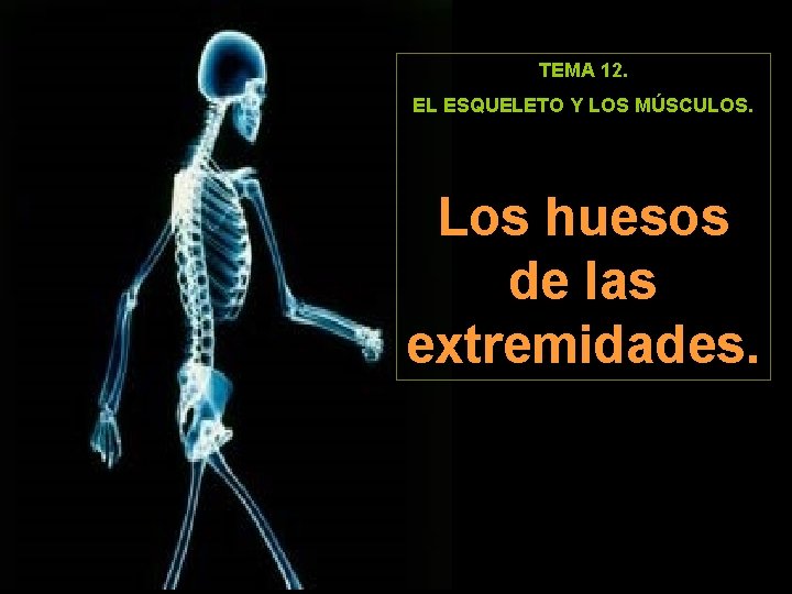 TEMA 12. EL ESQUELETO Y LOS MÚSCULOS. Los huesos de las extremidades. 