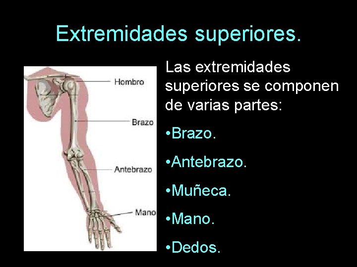 Extremidades superiores. Las extremidades superiores se componen de varias partes: • Brazo. • Antebrazo.