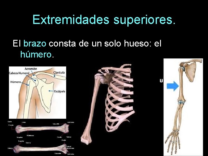 Extremidades superiores. El brazo consta de un solo hueso: el húmero. 