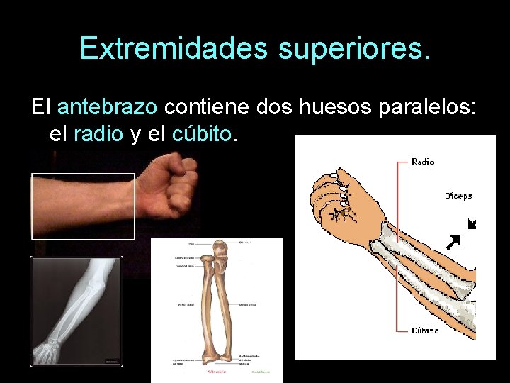 Extremidades superiores. El antebrazo contiene dos huesos paralelos: el radio y el cúbito. 