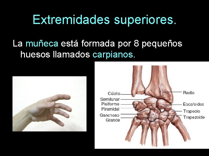 Extremidades superiores. La muñeca está formada por 8 pequeños huesos llamados carpianos. 