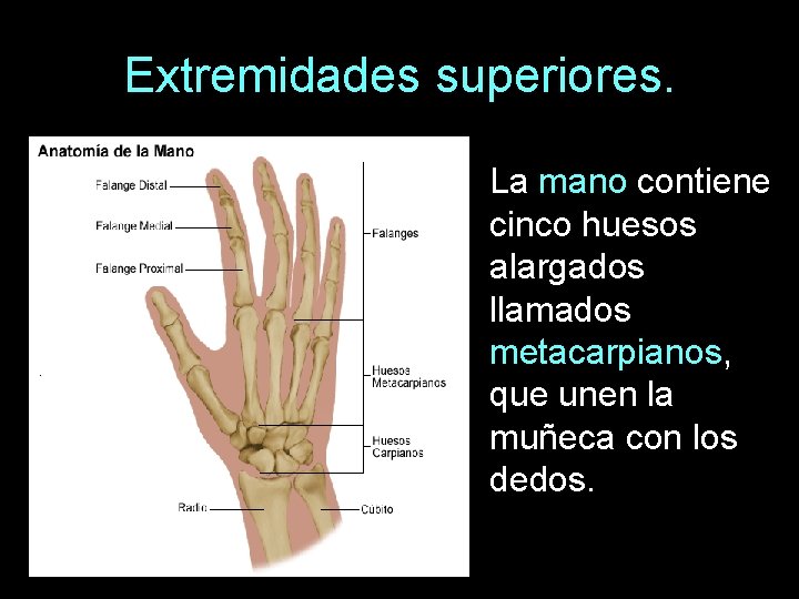 Extremidades superiores. La mano contiene cinco huesos alargados llamados metacarpianos, que unen la muñeca