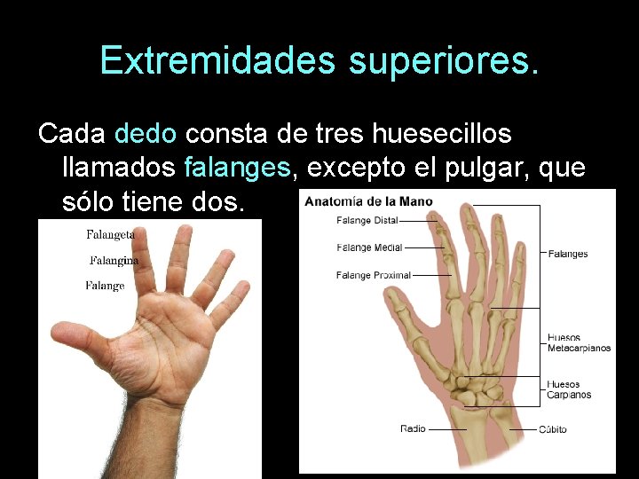 Extremidades superiores. Cada dedo consta de tres huesecillos llamados falanges, excepto el pulgar, que