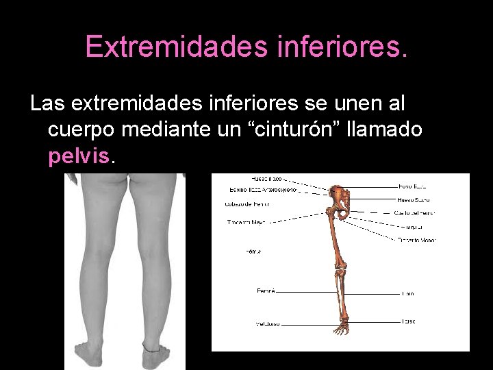 Extremidades inferiores. Las extremidades inferiores se unen al cuerpo mediante un “cinturón” llamado pelvis.