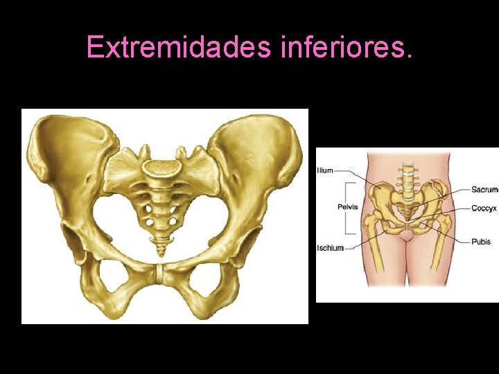 Extremidades inferiores. 