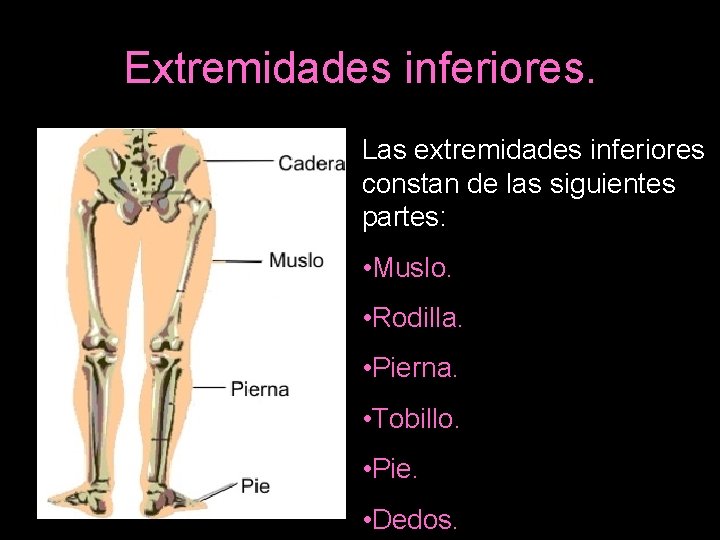 Extremidades inferiores. Las extremidades inferiores constan de las siguientes partes: • Muslo. • Rodilla.