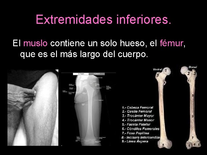 Extremidades inferiores. El muslo contiene un solo hueso, el fémur, que es el más