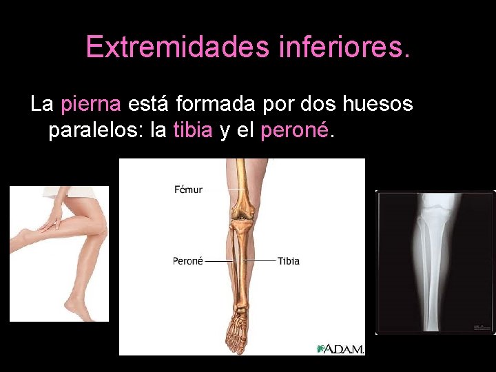 Extremidades inferiores. La pierna está formada por dos huesos paralelos: la tibia y el