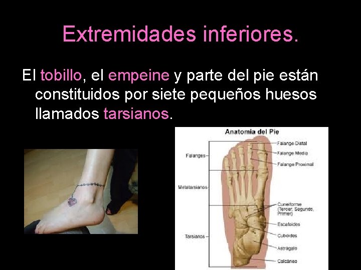 Extremidades inferiores. El tobillo, el empeine y parte del pie están constituidos por siete