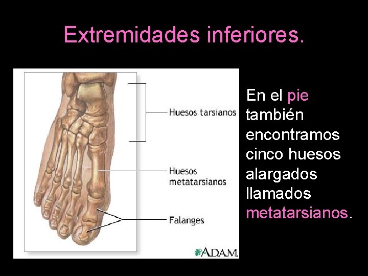 Extremidades inferiores. En el pie también encontramos cinco huesos alargados llamados metatarsianos. 