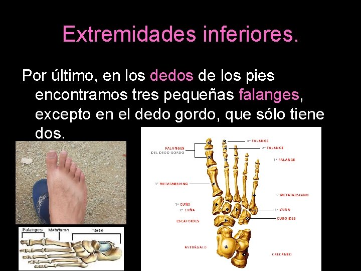 Extremidades inferiores. Por último, en los dedos de los pies encontramos tres pequeñas falanges,