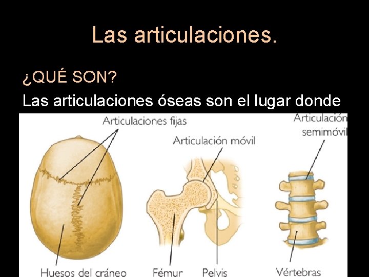 Las articulaciones. ¿QUÉ SON? Las articulaciones óseas son el lugar donde se juntan dos