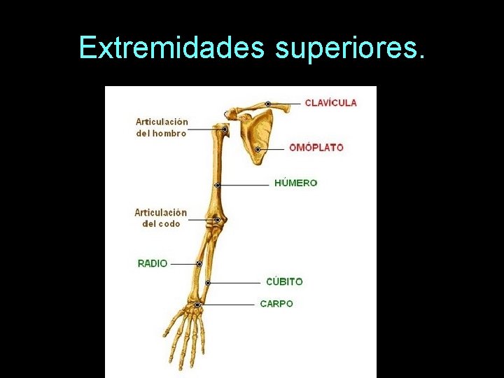 Extremidades superiores. 