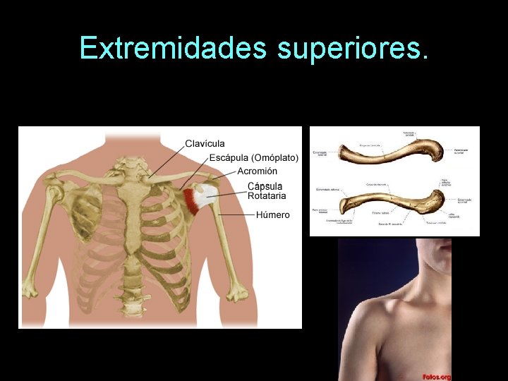 Extremidades superiores. 