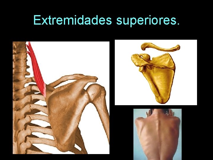 Extremidades superiores. 