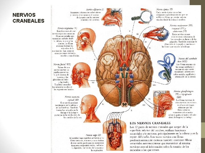 NERVIOS CRANEALES 