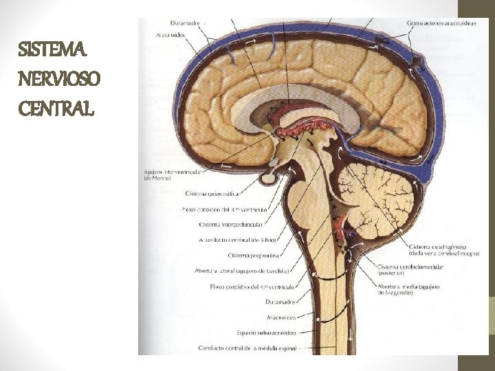 SISTEMA NERVIOSO CENTRAL 