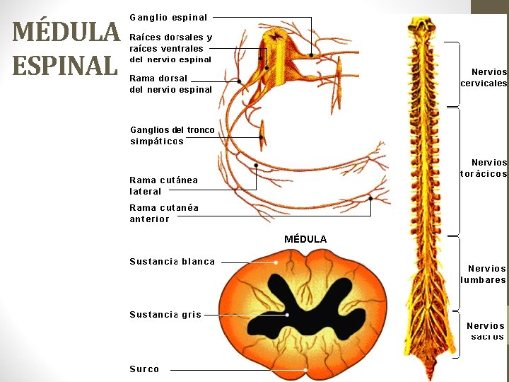 MÉDULA ESPINAL 