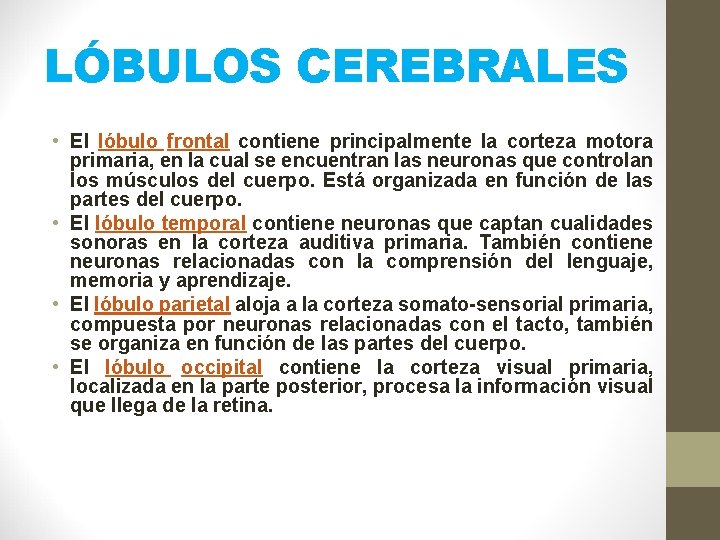 LÓBULOS CEREBRALES • El lóbulo frontal contiene principalmente la corteza motora primaria, en la