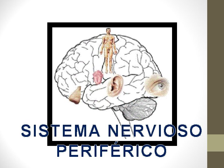 SISTEMA NERVIOSO PERIFÉRICO 