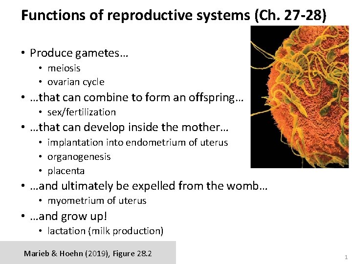 Functions of reproductive systems (Ch. 27 -28) • Produce gametes… • meiosis • ovarian
