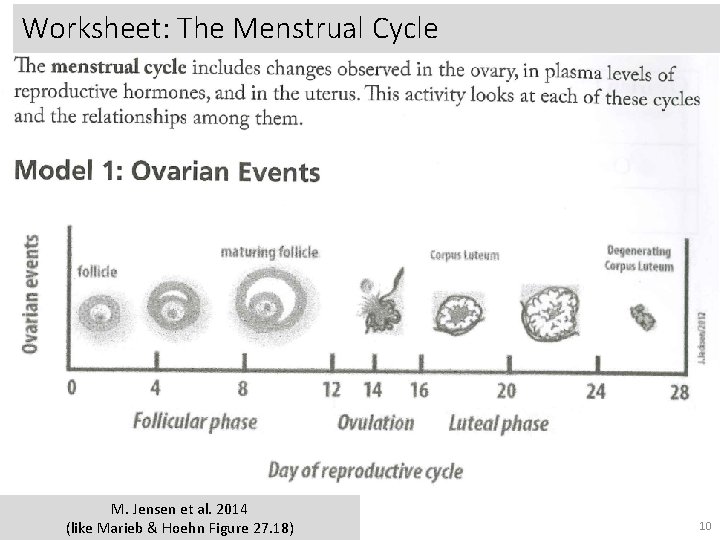 Worksheet: The Menstrual Cycle M. Jensen et al. 2014 (like Marieb & Hoehn Figure