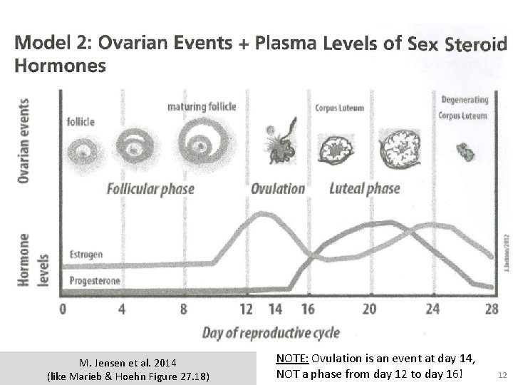 M. Jensen et al. 2014 (like Marieb & Hoehn Figure 27. 18) NOTE: Ovulation