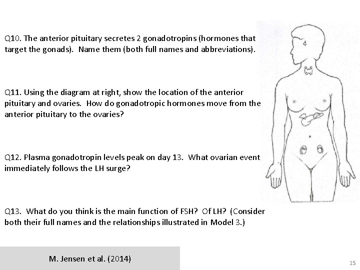 Q 10. The anterior pituitary secretes 2 gonadotropins (hormones that target the gonads). Name