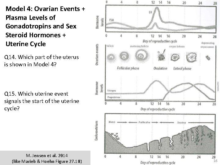 Model 4: Ovarian Events + Plasma Levels of Gonadotropins and Sex Steroid Hormones +