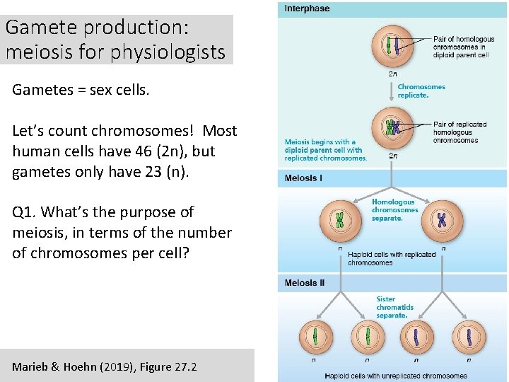 Gamete production: meiosis for physiologists Gametes = sex cells. Let’s count chromosomes! Most human