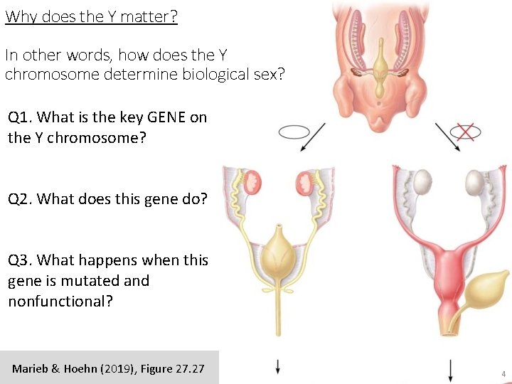 Why does the Y matter? In other words, how does the Y chromosome determine