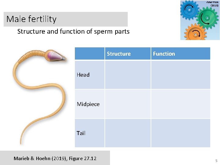 Male fertility Structure and function of sperm parts Structure Function Head Midpiece Tail Marieb