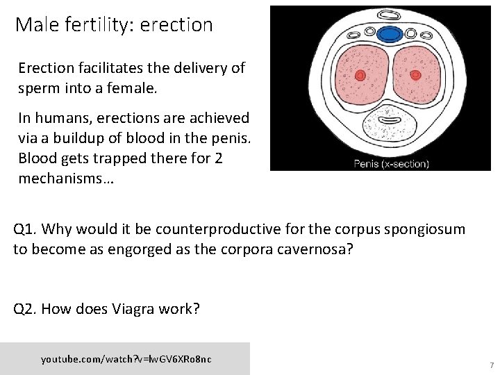 Male fertility: erection Erection facilitates the delivery of sperm into a female. In humans,