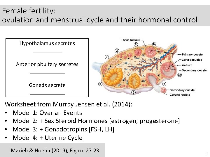 Female fertility: ovulation and menstrual cycle and their hormonal control Hypothalamus secretes _____ Anterior