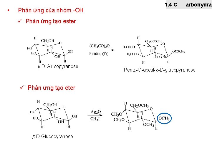  • Phản ứng của nhóm -OH 1. 4 C arbohydrat ü Phản ứng