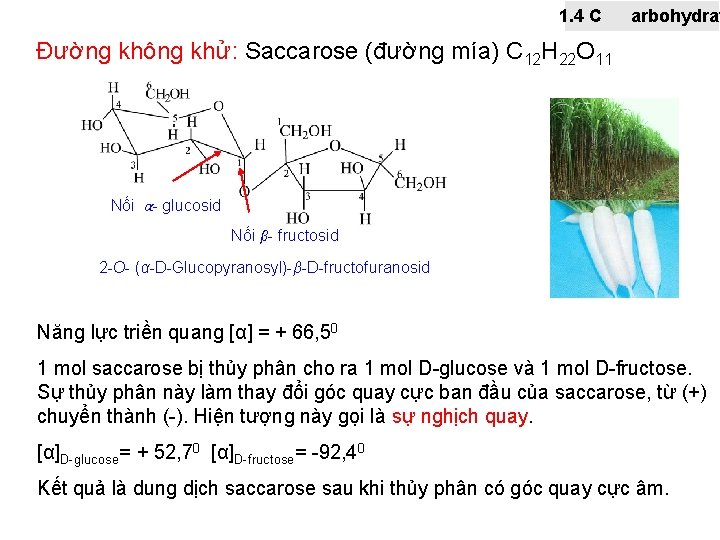 1. 4 C arbohydrat Đường không khử: Saccarose (đường mía) C 12 H 22