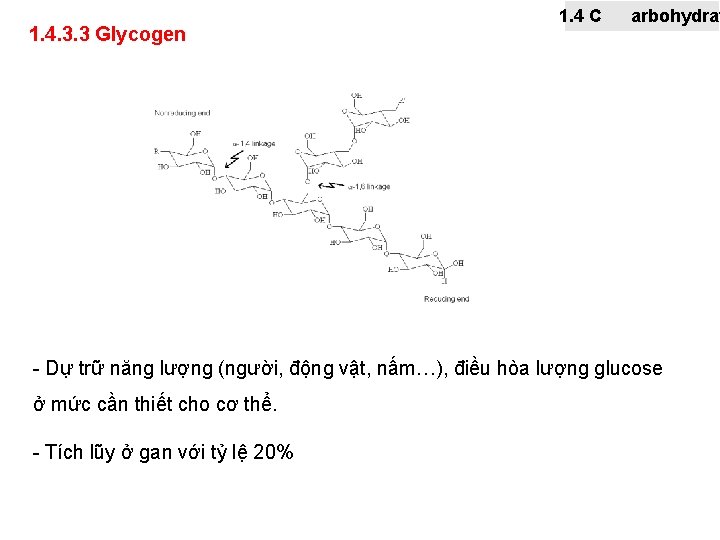 1. 4. 3. 3 Glycogen 1. 4 C arbohydrat - Dự trữ năng lượng