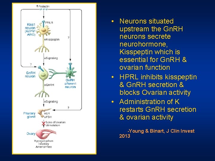 • Neurons situated upstream the Gn. RH neurons secrete neurohormone, Kisspeptin which is • Neurons situated upstream the Gn. RH neurons secrete neurohormone, Kisspeptin which is