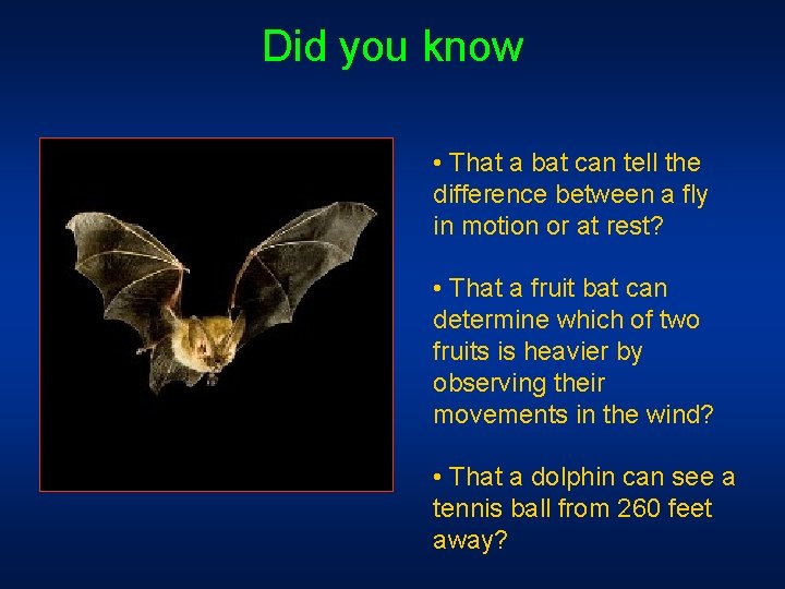 Did you know • That a bat can tell the difference between a fly Did you know • That a bat can tell the difference between a fly